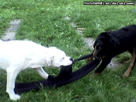 American Bulldog Hunde Foto 15822 in höherer Auflösung ansehen American Bulldog Efe&Rocky Streit um den Schaal