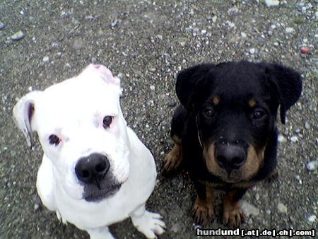 American Bulldog Hunde Foto 15820 in höherer Auflösung ansehen American Bulldog Efe&Rocky