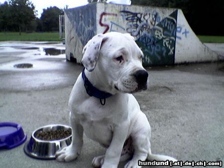 American Bulldog Hunde Foto 15640 in höherer Auflösung ansehen American Bulldog Sitting Bull