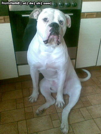 American Bulldog Mein Dimple