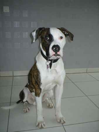 American Bulldog Hunde Foto 2473 American Bulldog Black-Eye-Bull's Cracker