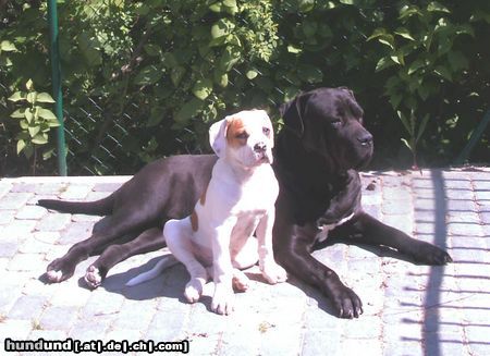 American Bulldog Hunde Foto 25330 American Bulldog Mein großer Freund und ich...