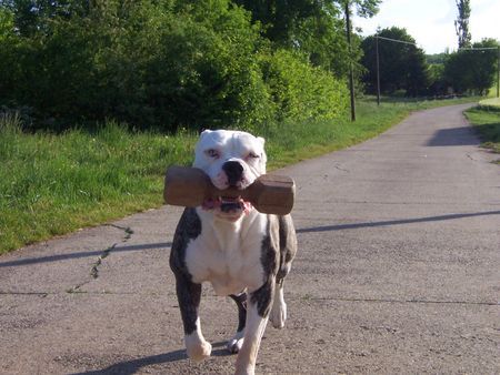 American Bulldog Hunde Foto 39556 in höherer Auflösung ansehen American Bulldog Bring