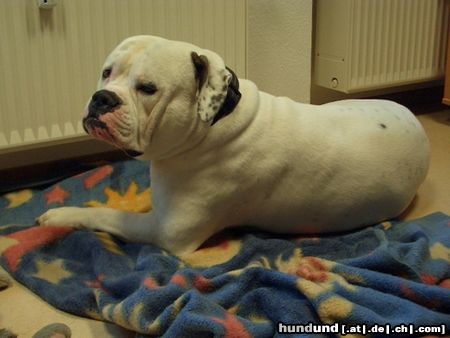 American Bulldog Hunde Foto 22296 in höherer Auflösung ansehen American Bulldog Mein Liebling