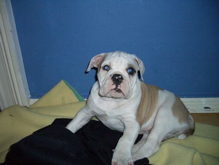 American Bulldog Hunde Foto 35199 in höherer Auflösung ansehen American Bulldog