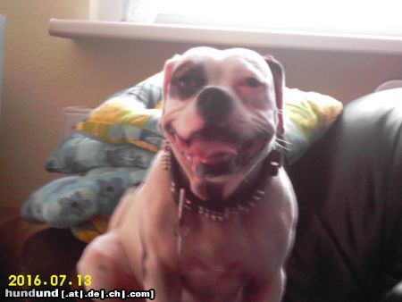 American Bulldog Hunde Foto 23676 American Bulldog Joy
