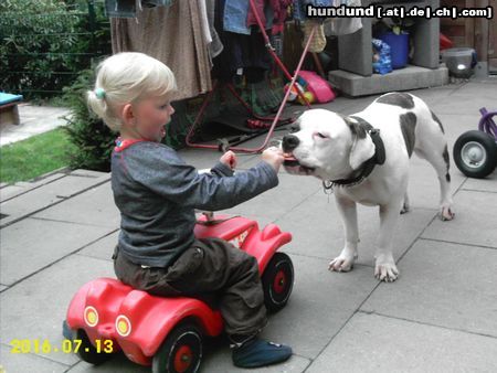American Bulldog Hunde Foto 23677 American Bulldog Joy & Celine