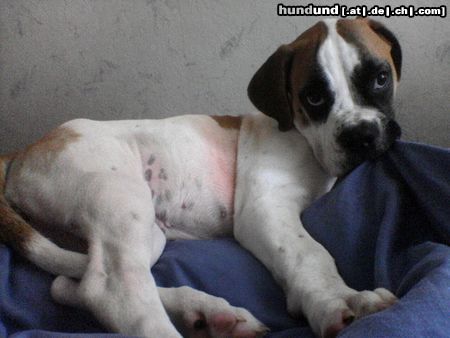American Bulldog Hunde Foto 23182 in höherer Auflösung ansehen American Bulldog Im Bettchen ists doch am schönsten!