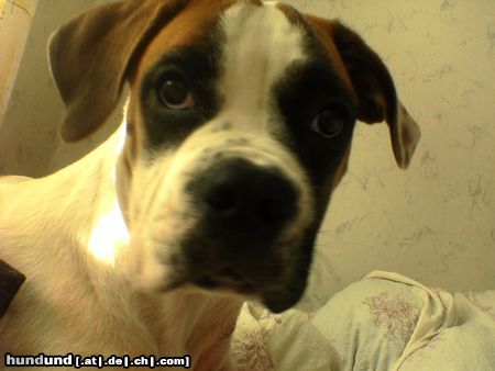 American Bulldog Hunde Foto 23592 in höherer Auflösung ansehen American Bulldog Bin ich nicht süß? (16Wochen)