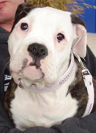 American Bulldog Hunde Foto 30758 in höherer Auflösung ansehen American Bulldog schon wieder Photo´s ....