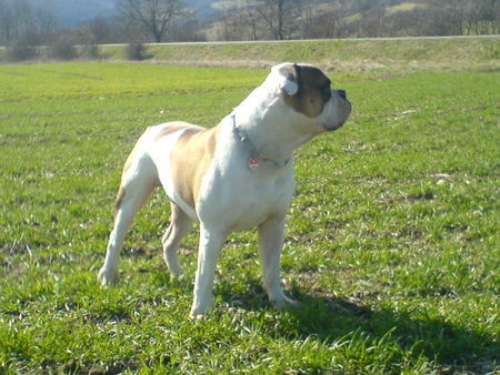 American Bulldog Hunde Foto 41890 in höherer Auflösung ansehen American Bulldog Woody Allen