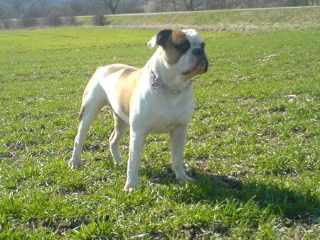 American Bulldog Hunde Foto 41891 in höherer Auflösung ansehen American Bulldog Woody Allen