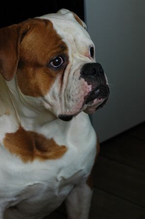 American Bulldog Hunde Foto 39897 in höherer Auflösung ansehen American Bulldog maos snow kingdom -belgrade