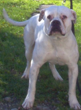 American Bulldog Hunde Foto 30427 American Bulldog SITTING-BULL SILVER-MOON-BULS