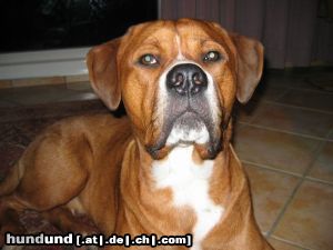 American Bulldog Hunde Foto 20040 in höherer Auflösung ansehen American Bulldog