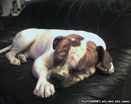American Bulldog Hunde Foto 22310 American Bulldog Balu