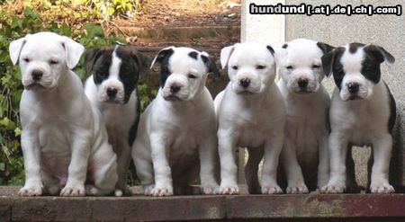 American Bulldog Hunde Foto 19214 American Bulldog unsere Welpen