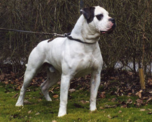 American Bulldog Hunde Foto 28589 in höherer Auflösung ansehen American Bulldog CH.Boyd's Thunderstruck