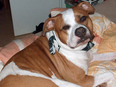 American Bulldog