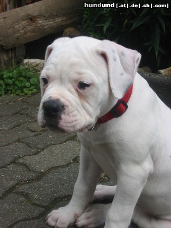 American Bulldog Hunde Foto 26284 American Bulldog Der Tag war hart