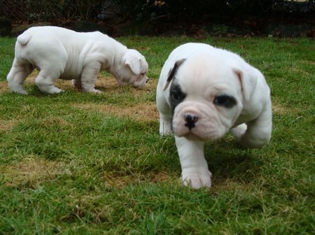 American Bulldog Bulldogwelpen 4 Wochen alt