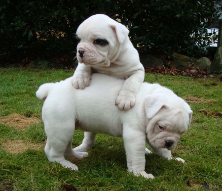 American Bulldog Bulldogwelpen 4 Wochen alt