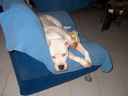 American Bulldog Hunde Foto 35412 in höherer Auflösung ansehen American Bulldog ach war das ein schwerer tag!! erst mal ausruhen.