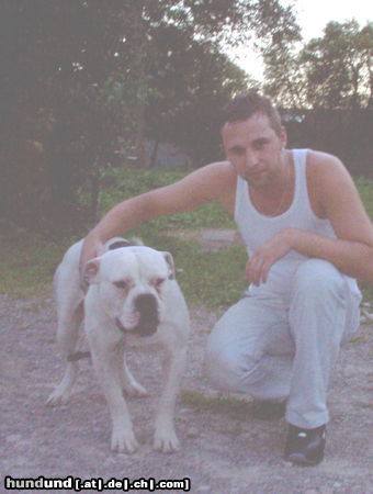 American Bulldog Hunde Foto 25034 in höherer Auflösung ansehen American Bulldog Benny&EFE