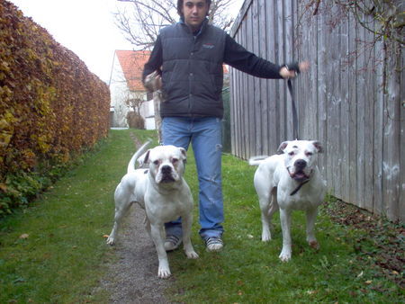 American Bulldog Hunde Foto 26985 in höherer Auflösung ansehen American Bulldog SERKAN&SITTING BULL&MISS SOPHIE