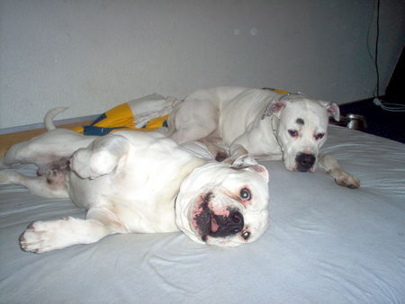 American Bulldog Hunde Foto 26984 in höherer Auflösung ansehen American Bulldog SITTING BULL&MISS SOPHIE