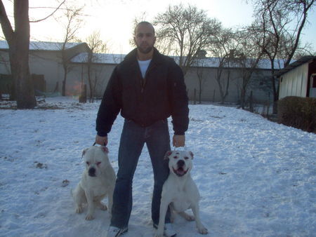 American Bulldog Hunde Foto 28246 in höherer Auflösung ansehen American Bulldog KADIR&MISS SOPHIE&SITTING BULL