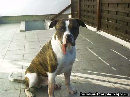 American Bulldog Hunde Foto 26455 in höherer Auflösung ansehen American Bulldog Rouhg Riders Raptor(MIKE)