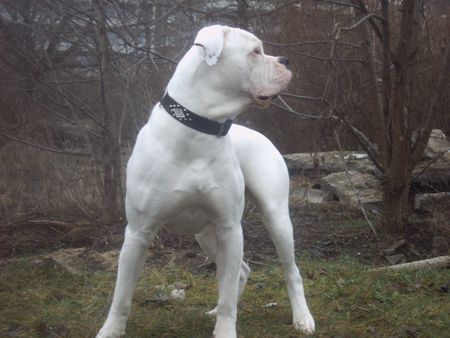 American Bulldog Hunde Foto 29322 in höherer Auflösung ansehen American Bulldog bandit 10 monate
