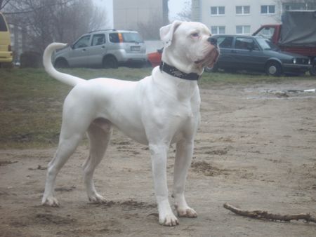 American Bulldog Hunde Foto 28041 in höherer Auflösung ansehen American Bulldog