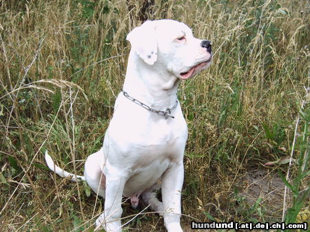 American Bulldog Hunde Foto 25880 in höherer Auflösung ansehen American Bulldog Bandit