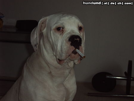American Bulldog Hunde Foto 25881 in höherer Auflösung ansehen American Bulldog Bandit