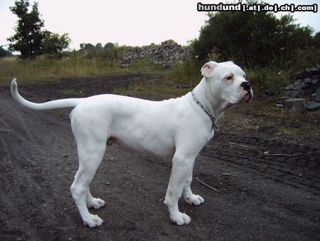 American Bulldog Hunde Foto 25879 in höherer Auflösung ansehen American Bulldog Bandit