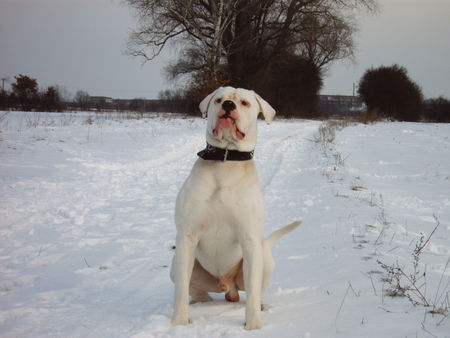 American Bulldog Hunde Foto 30129 in höherer Auflösung ansehen American Bulldog bandit 12 monate