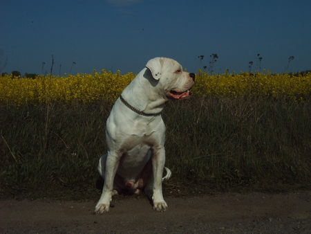 American Bulldog Hunde Foto 38565 in höherer Auflösung ansehen American Bulldog bandit