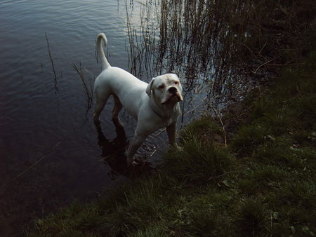 American Bulldog Hunde Foto 39358 in höherer Auflösung ansehen American Bulldog bandit