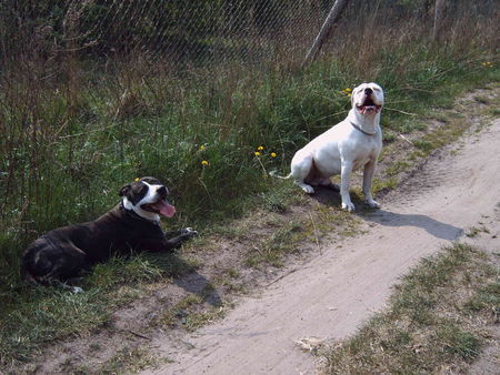 American Bulldog Hunde Foto 38566 in höherer Auflösung ansehen American Bulldog bandit und sein treuer kamerad lenox