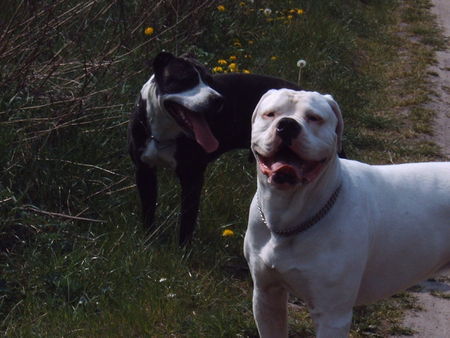 American Bulldog Hunde Foto 39360 in höherer Auflösung ansehen American Bulldog was los