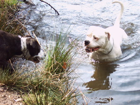 American Bulldog Hunde Foto 39359 in höherer Auflösung ansehen American Bulldog das ist mein see