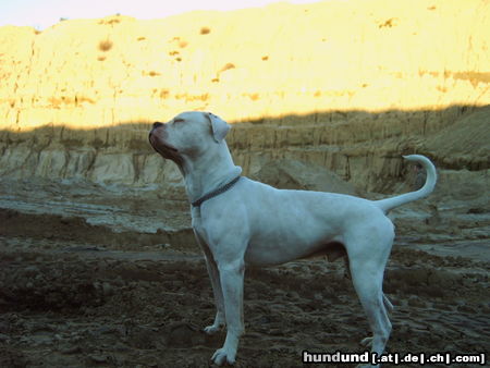 American Bulldog bandit