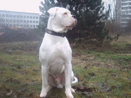 American Bulldog Hunde Foto 29321 in höherer Auflösung ansehen American Bulldog bandit 10 monate