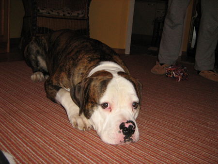 American Bulldog Hunde Foto 41088 in höherer Auflösung ansehen American Bulldog