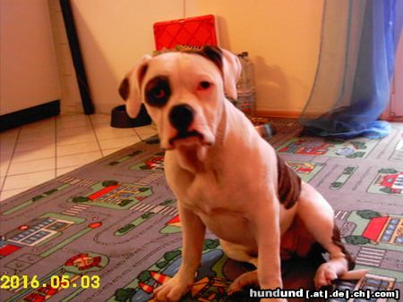 American Bulldog Hunde Foto 23071 in höherer Auflösung ansehen American Bulldog Joy American Bulldog , 7 Monate