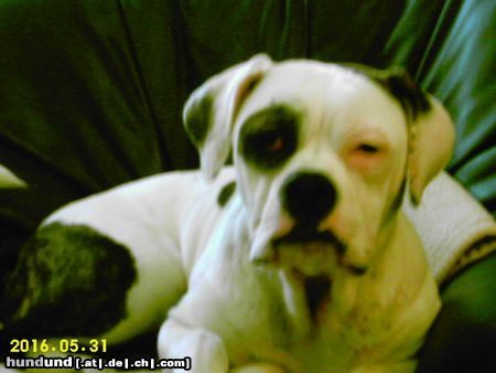 American Bulldog Hunde Foto 23072 in höherer Auflösung ansehen American Bulldog Joy American Bulldog , 7 Monate