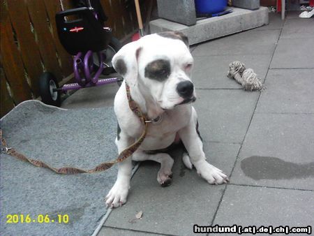 American Bulldog Hunde Foto 23073 in höherer Auflösung ansehen American Bulldog Joy American Bulldog , 7 Monate