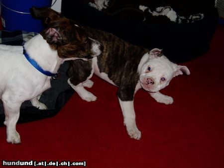 American Bulldog Hunde Foto 20555 American Bulldog Goofy und Ocean